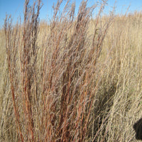 Little Bluestem Grass Seed