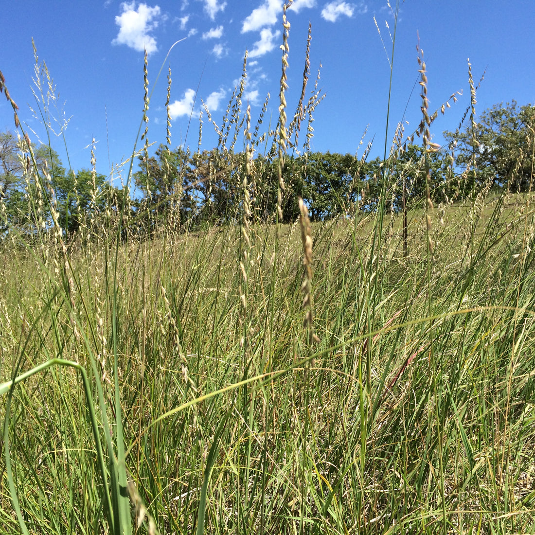 Sideoats Grama Grass Seed