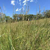 Sideoats Grama Grass Seed