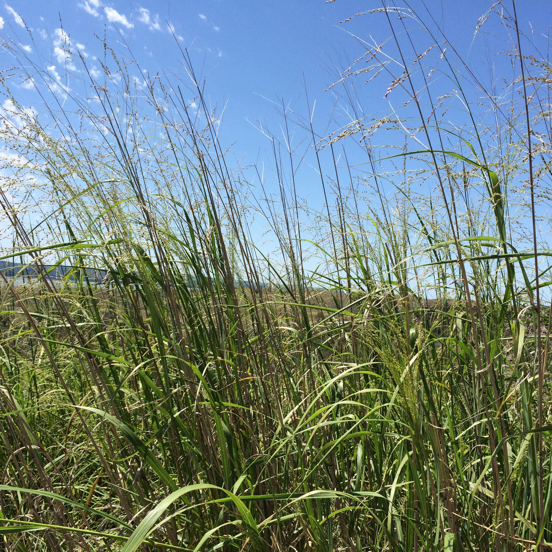 Hancock's Switchgrass Seed