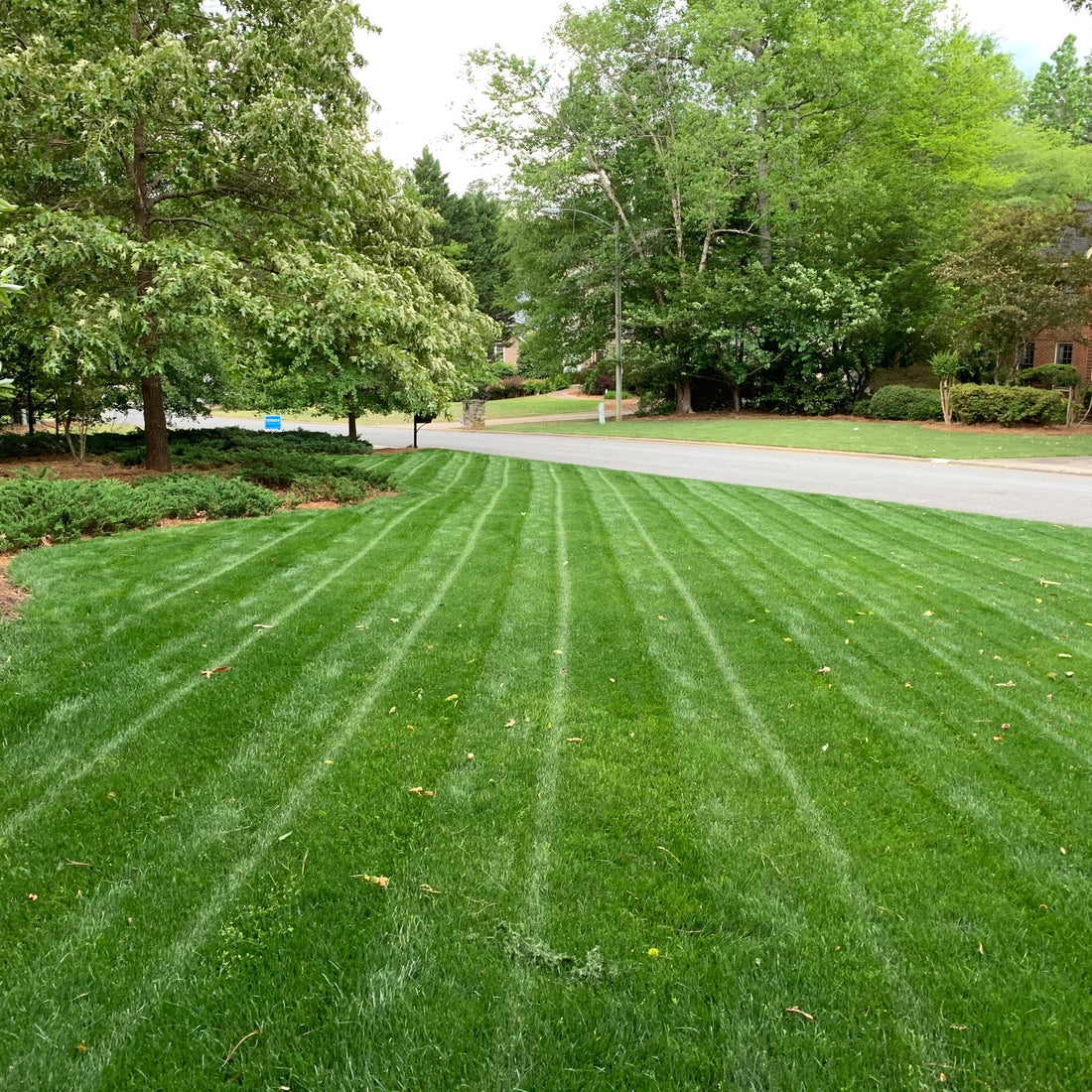 Champion GQ Perennial Ryegrass Seed
