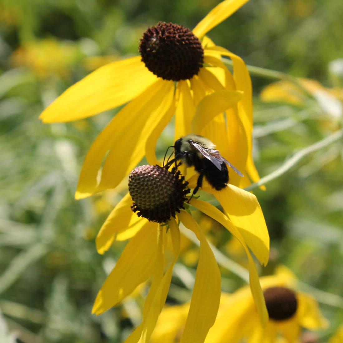 Greyhead Coneflower Wildflower Seed