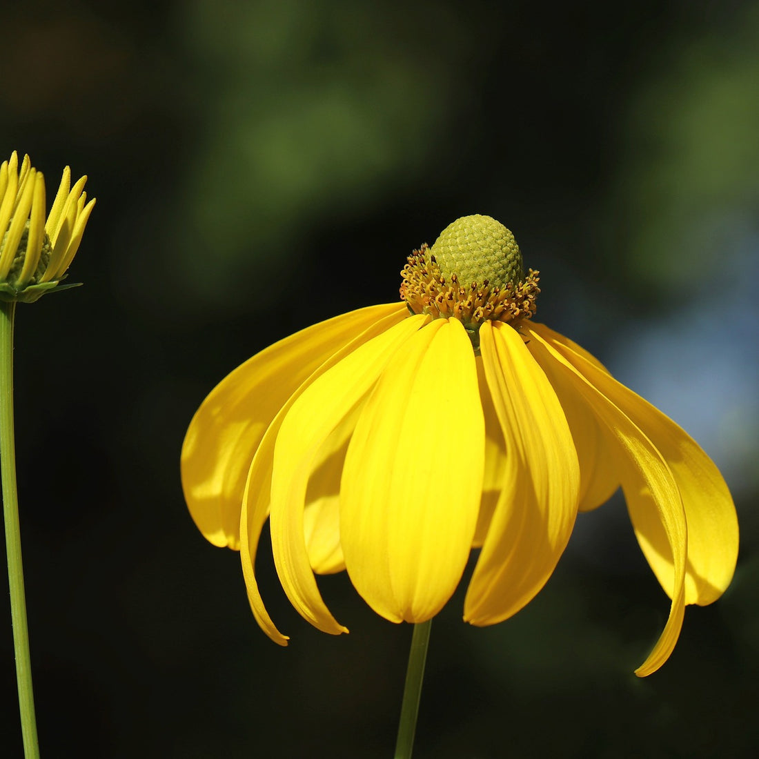 Greyhead Coneflower Wildflower Seed