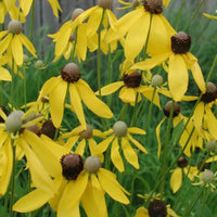 Greyhead Coneflower Wildflower Seed