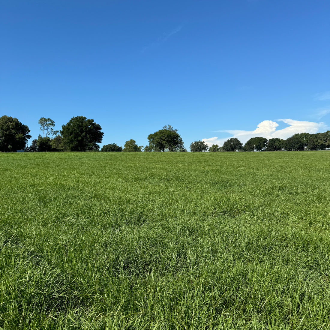 Hancock's Argentine Bahia Fall & Winter Grass Seed Mix