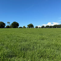 Hancock's Argentine Bahia Fall & Winter Grass Seed Mix