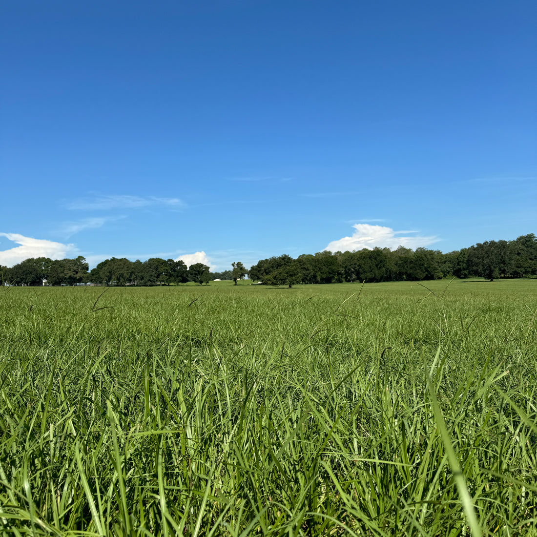 Hancock's Argentine Bahia Grass Seed - Coated