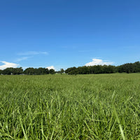 Hancock's Argentine Bahia Grass Seed - Coated
