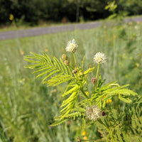 Illinois Bundleflower Wildflower Seed