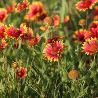 Indian Blanket Wildflower Seed