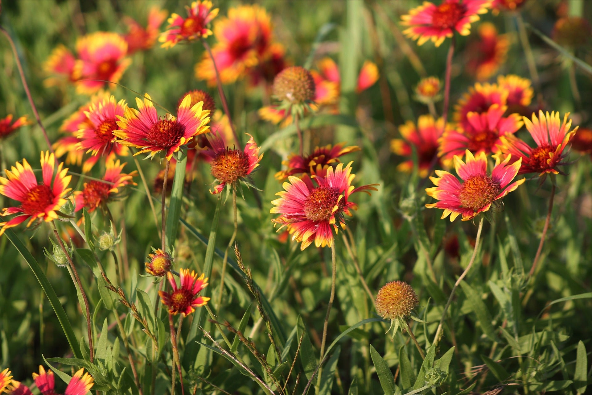 seeded wildflower blanket Indian Blanket Wildflower Seed