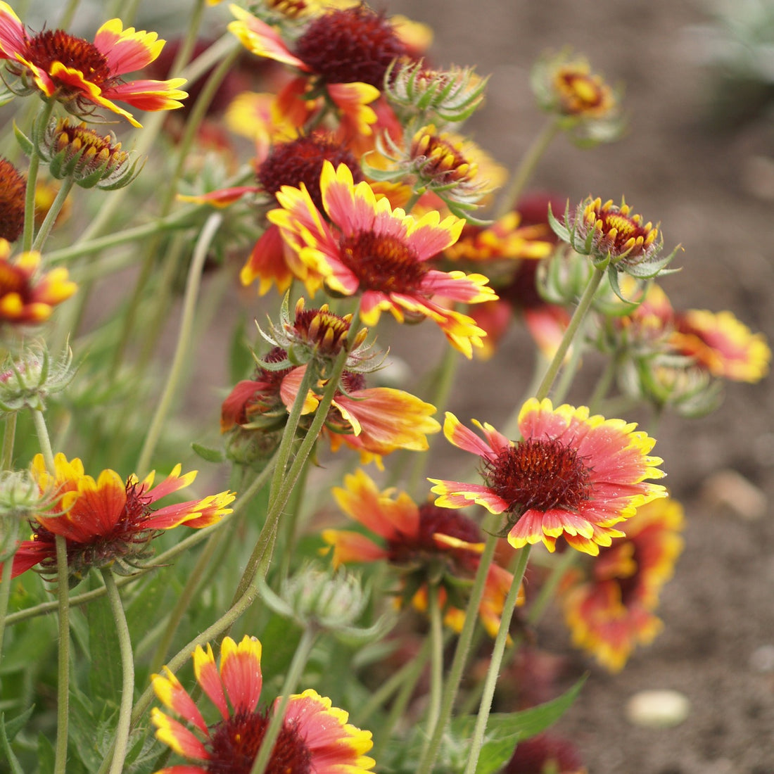 indiana native wildflower seeds Indian Blanket Wildflower Seed – Hancock Seed