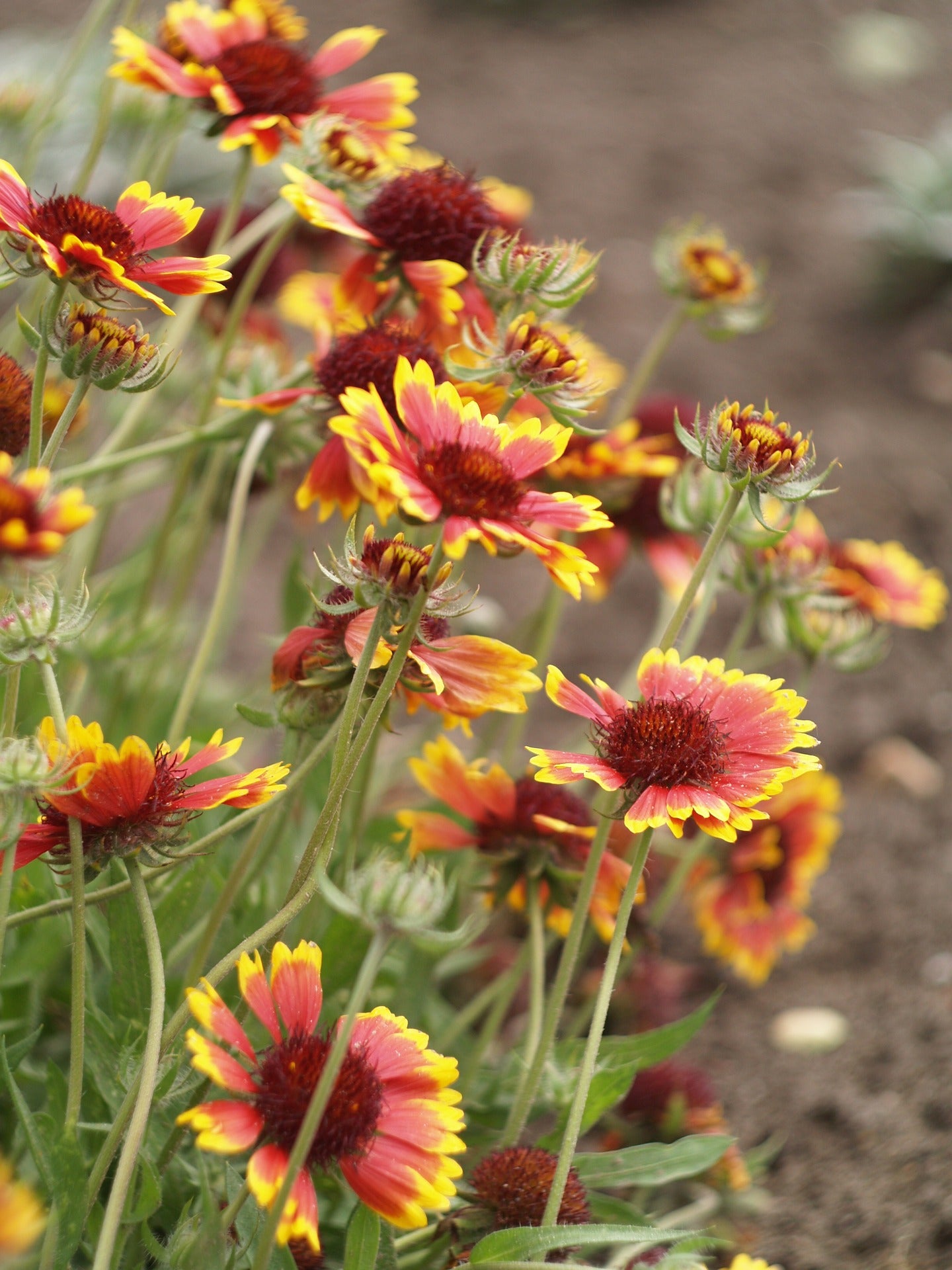 wildflower seed blankets Indian Blanket Wildflower Seed