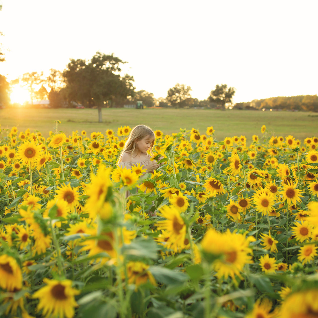 Peredovik Sunflower Seed (Pre-Order)