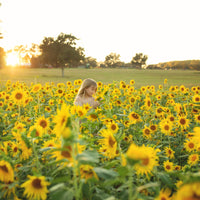 Peredovik Sunflower Seed