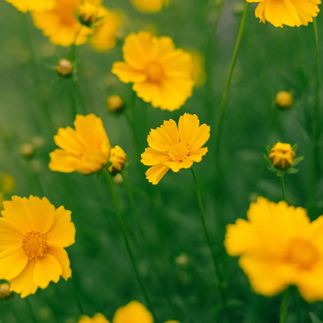 Southeast Native Wildflower Seed Mix