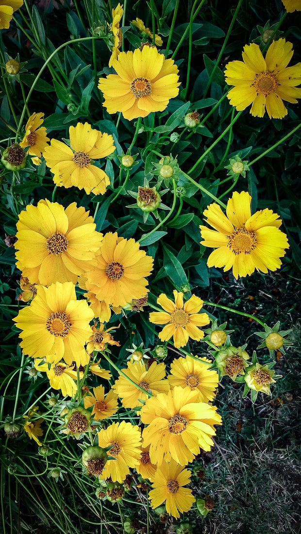 Lanceleaf Coreopsis Wildflower Seed