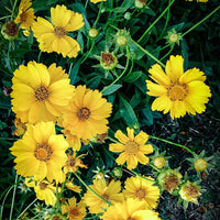 Lanceleaf Coreopsis Wildflower Seed