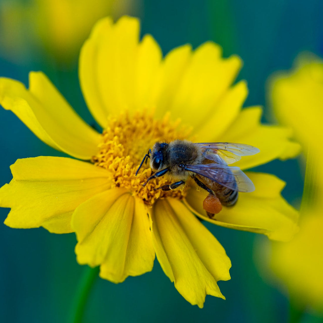 Lanceleaf Coreopsis Wildflower Seed