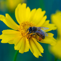 Lanceleaf Coreopsis Wildflower Seed