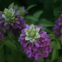 Lemon Mint Wildflower Seed