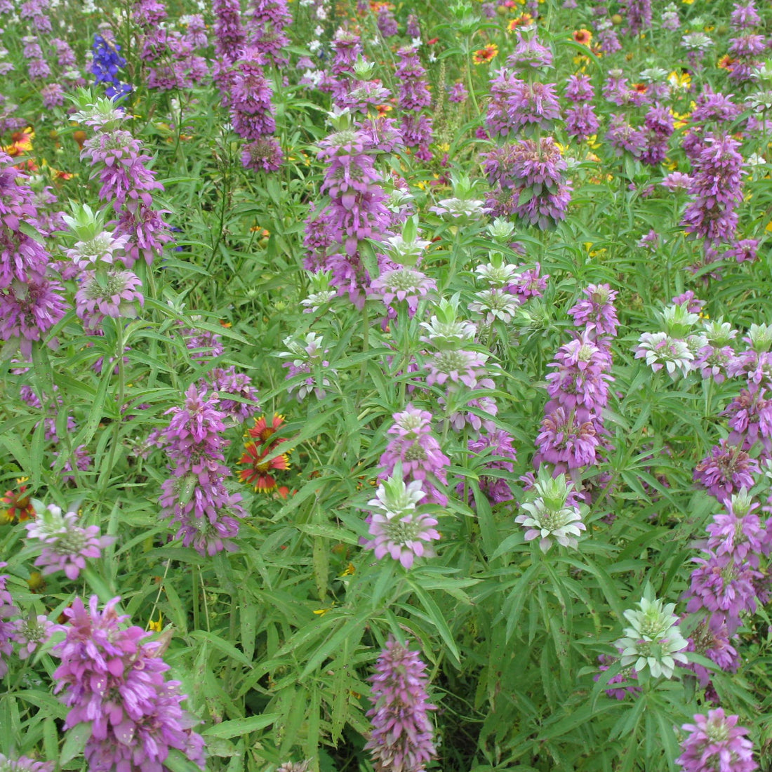 Lemon Mint Wildflower Seed