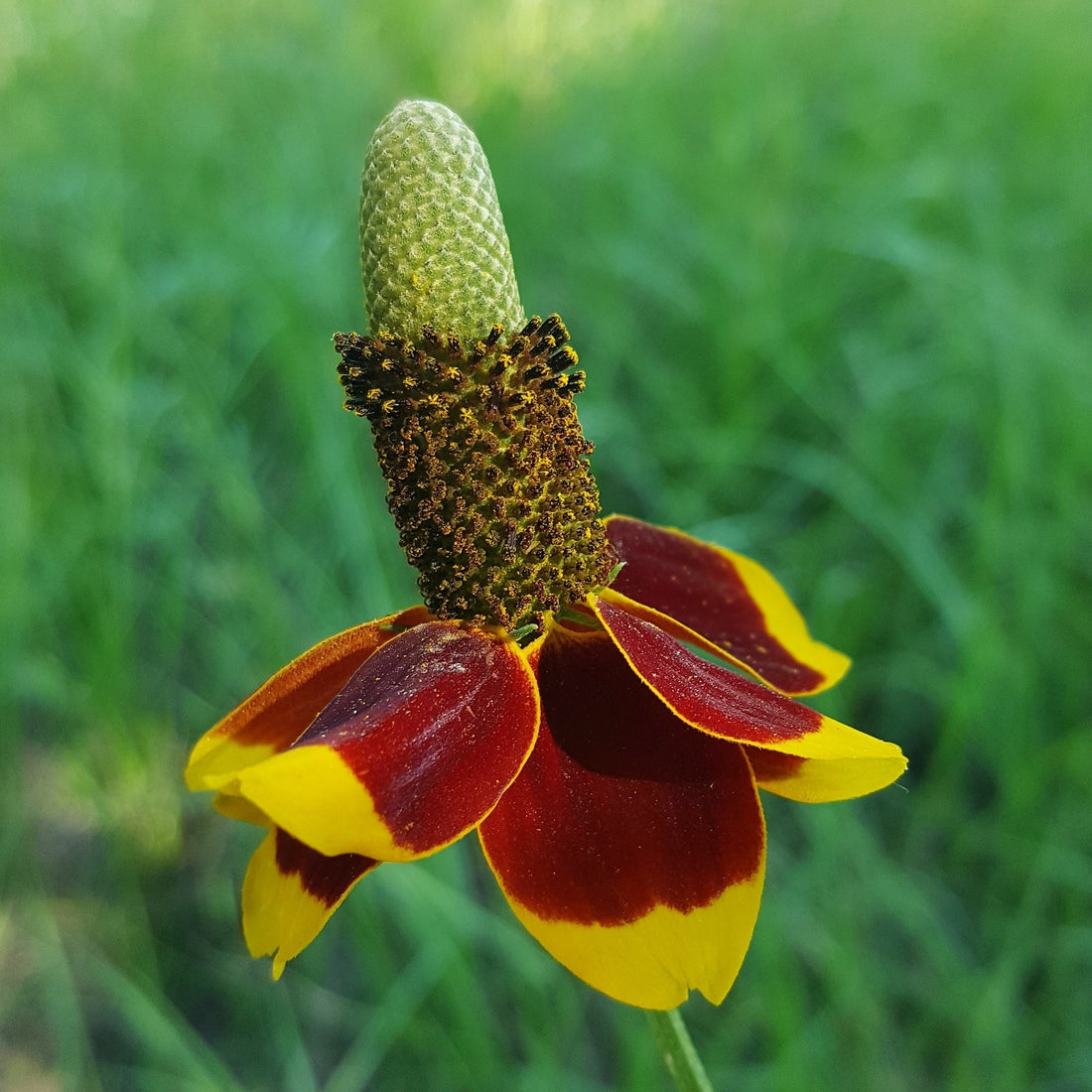 Mexican Hat Wildflower Seed