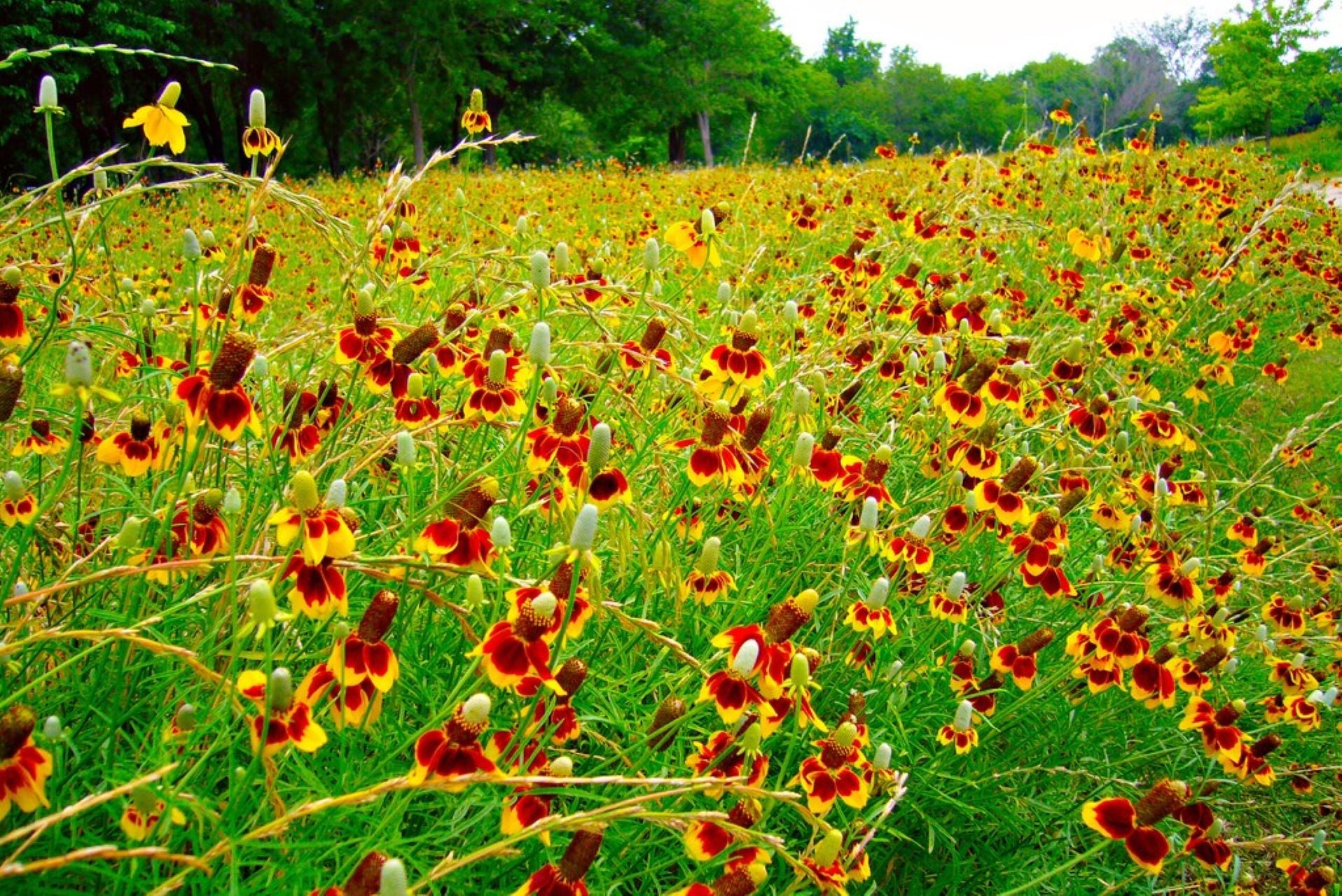 Mexican Hat Wildflower Seed