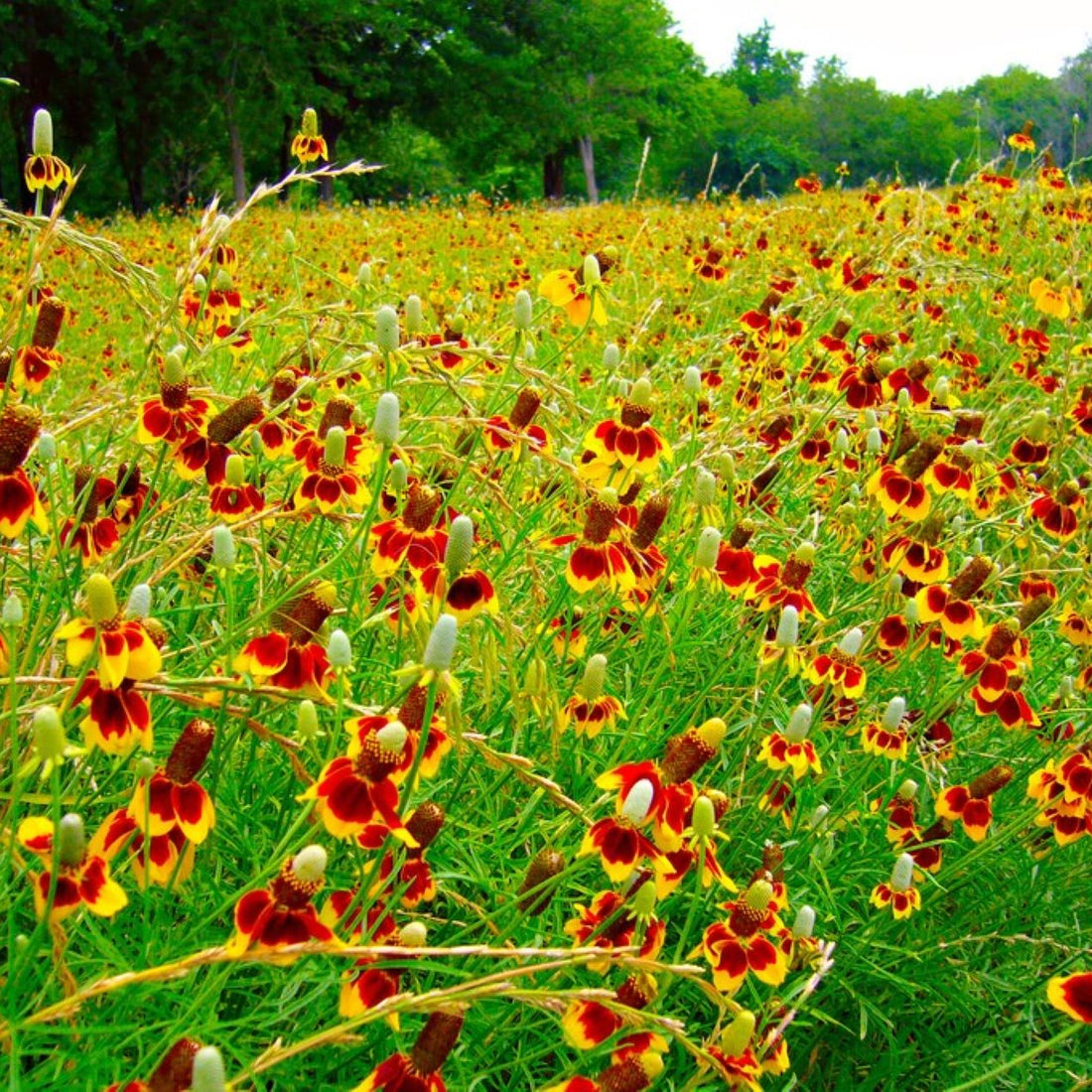 Mexican Hat Wildflower Seed