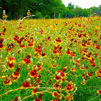 Mexican Hat Wildflower Seed