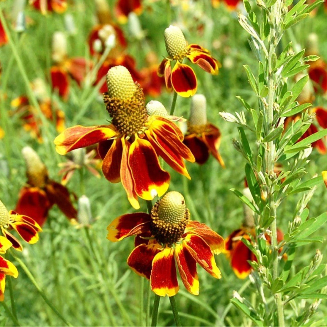 Mexican Hat Wildflower Seed