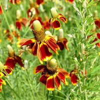 Mexican Hat Wildflower Seed