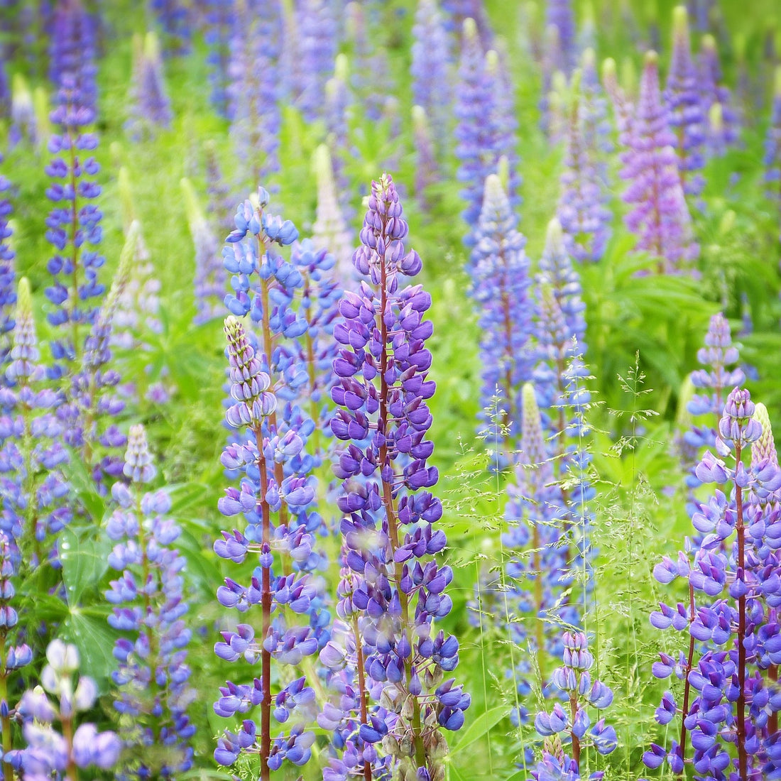 Perennial Lupine Wildflower Seed