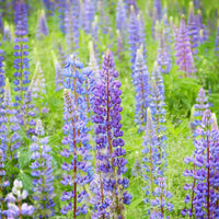 Perennial Lupine Wildflower Seed