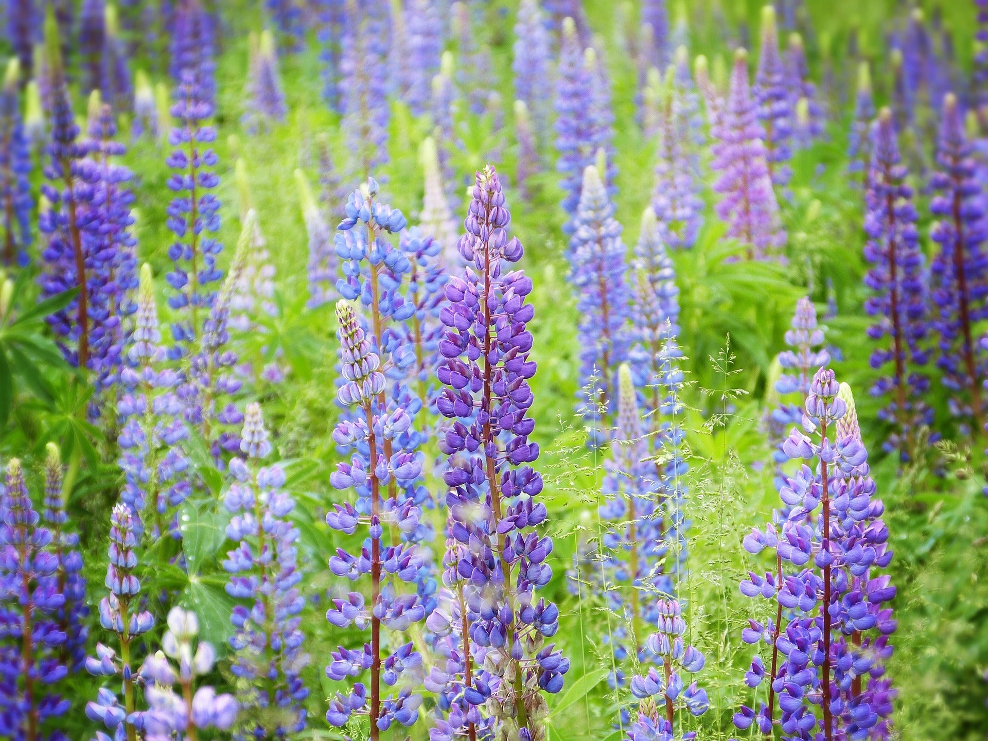 lupine wildflower seeds Perennial Lupine Wildflower Seed