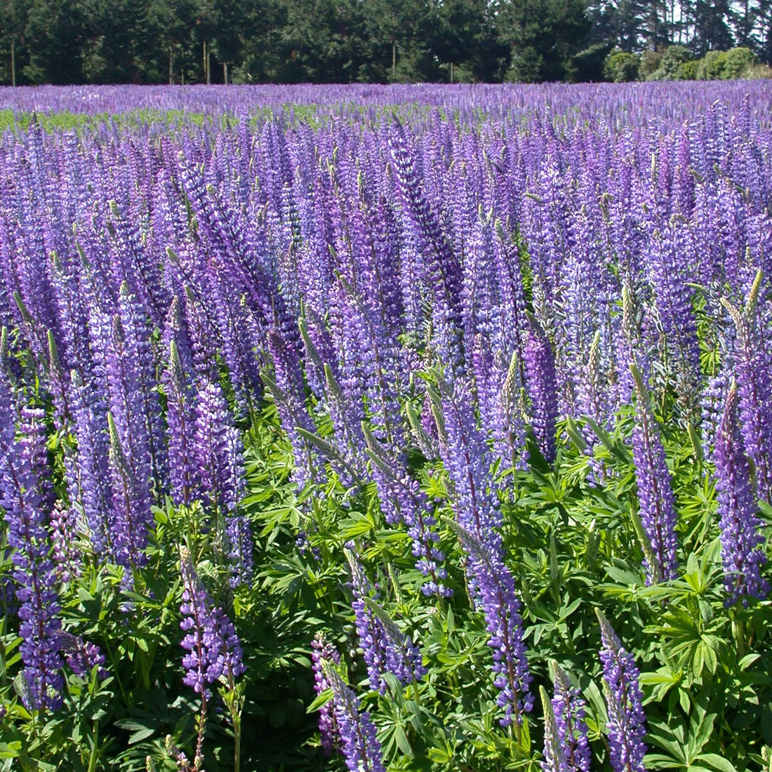 Perennial Lupine Wildflower Seed