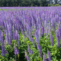 Perennial Lupine Wildflower Seed