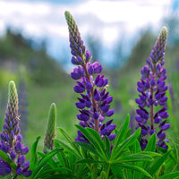 Perennial Lupine Wildflower Seed