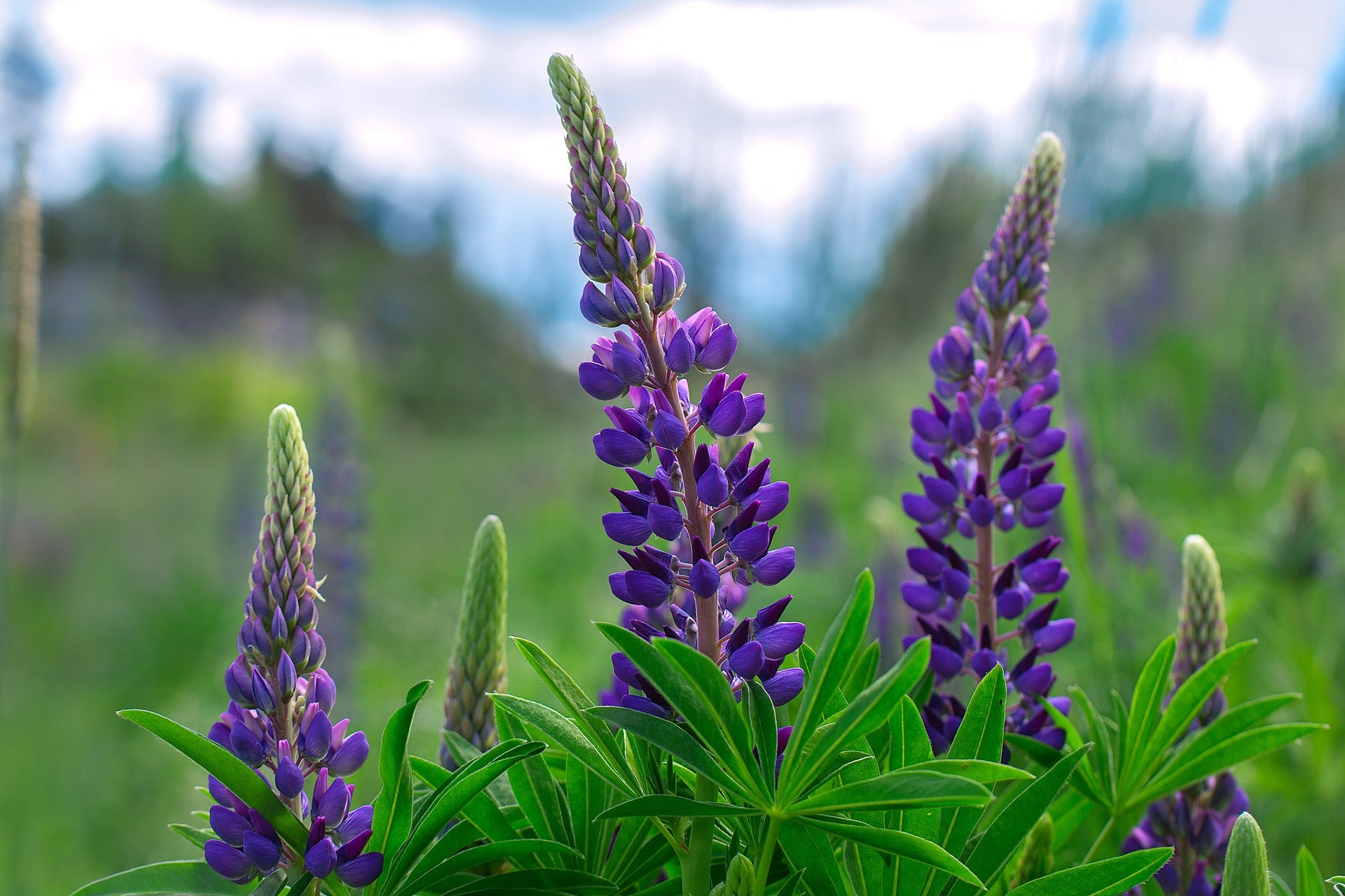 lupine wildflower seeds Perennial Lupine Wildflower Seed