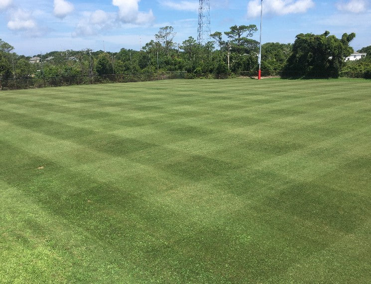 Hancock's Highlander Turf Bermuda Grass Seed - Hulled & Coated
