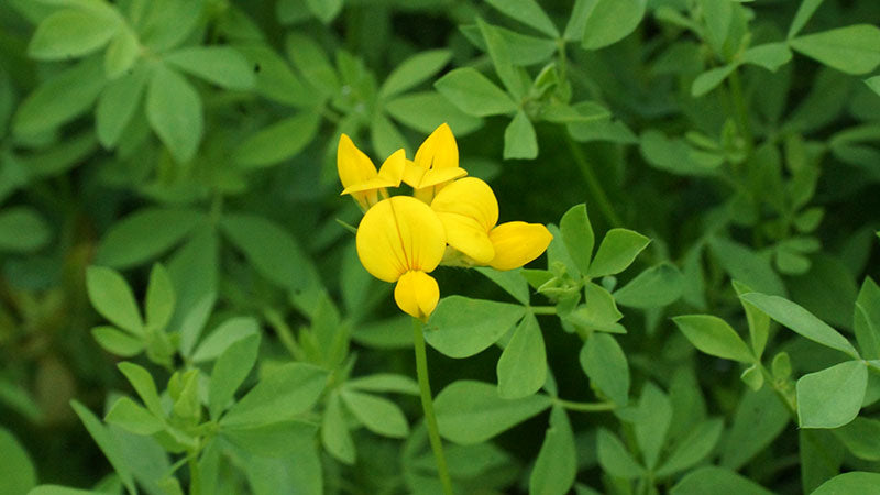 Birdsfoot Trefoil Seed