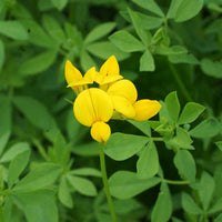 Birdsfoot Trefoil Seed