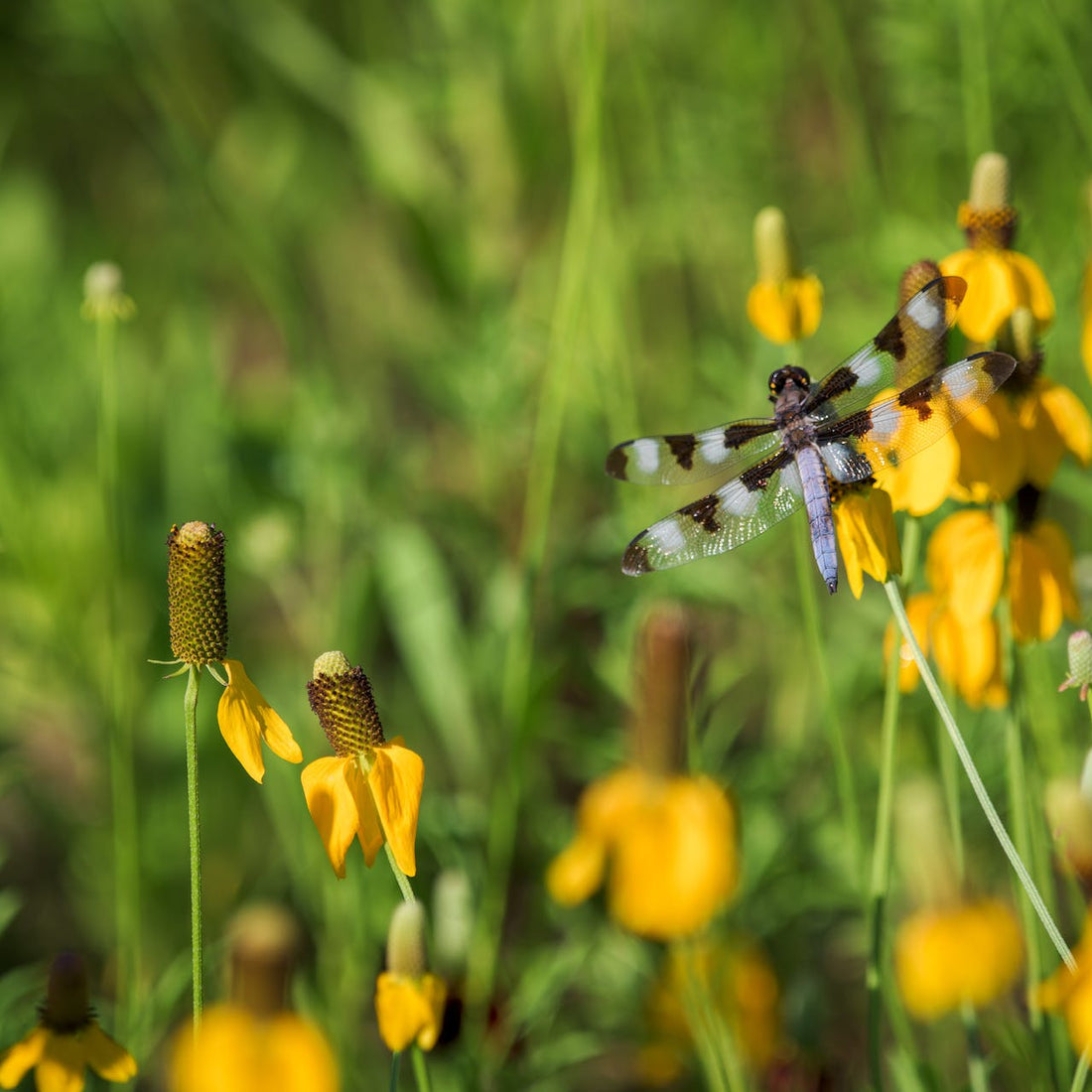 Prairie Coneflower Wildflower Seed