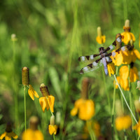 Prairie Coneflower Wildflower Seed