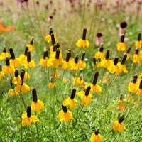 Prairie Coneflower Wildflower Seed