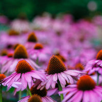 Purple Coneflower Wildflower Seed