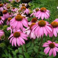 Purple Coneflower Wildflower Seed