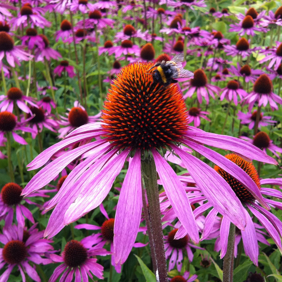 Purple Coneflower Wildflower Seed