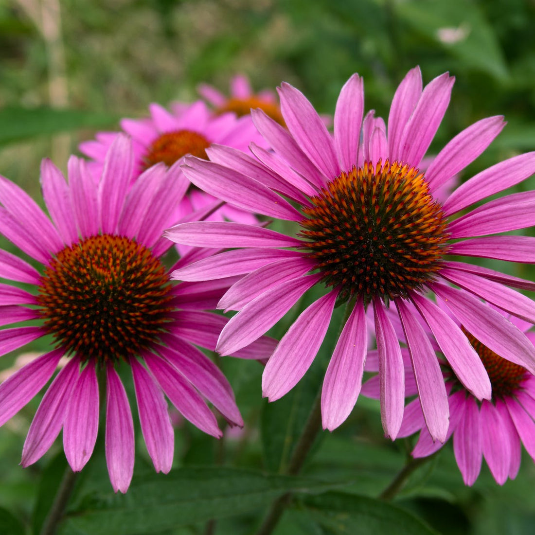 Purple Coneflower Wildflower Seed