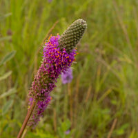 Purple Prairie Clover Wildflower Seed